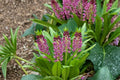 Eucomis Aloha Lily 'Leia' | Pineapple Lily Bulb | Purple Foliage Perennial | Exotic Summer Blooms | Pollinator Garden Plant | Bareroot Eucomis