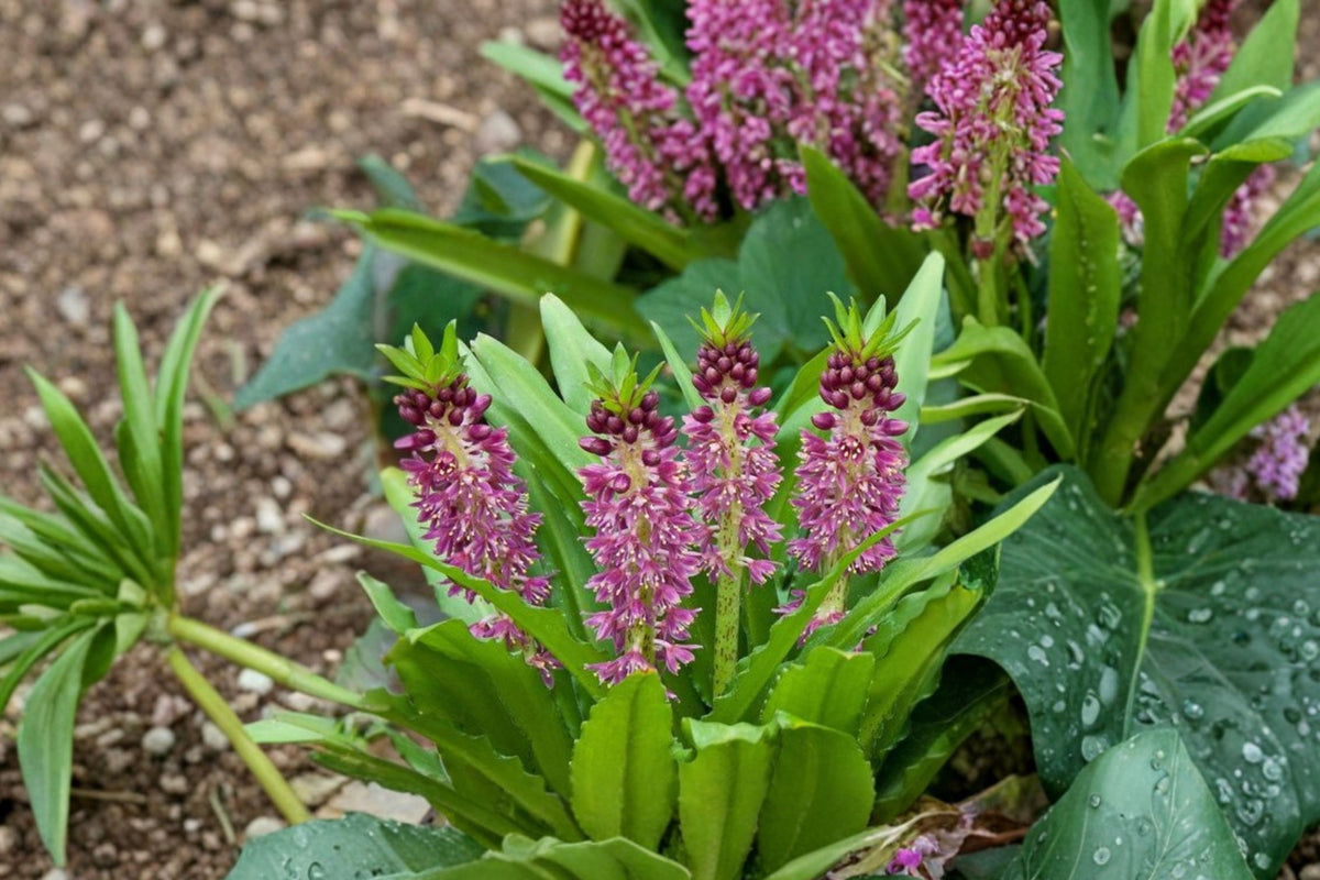 Eucomis Aloha Lily 'Leia' | Pineapple Lily Bulb | Purple Foliage Perennial | Exotic Summer Blooms | Pollinator Garden Plant | Bareroot Eucomis