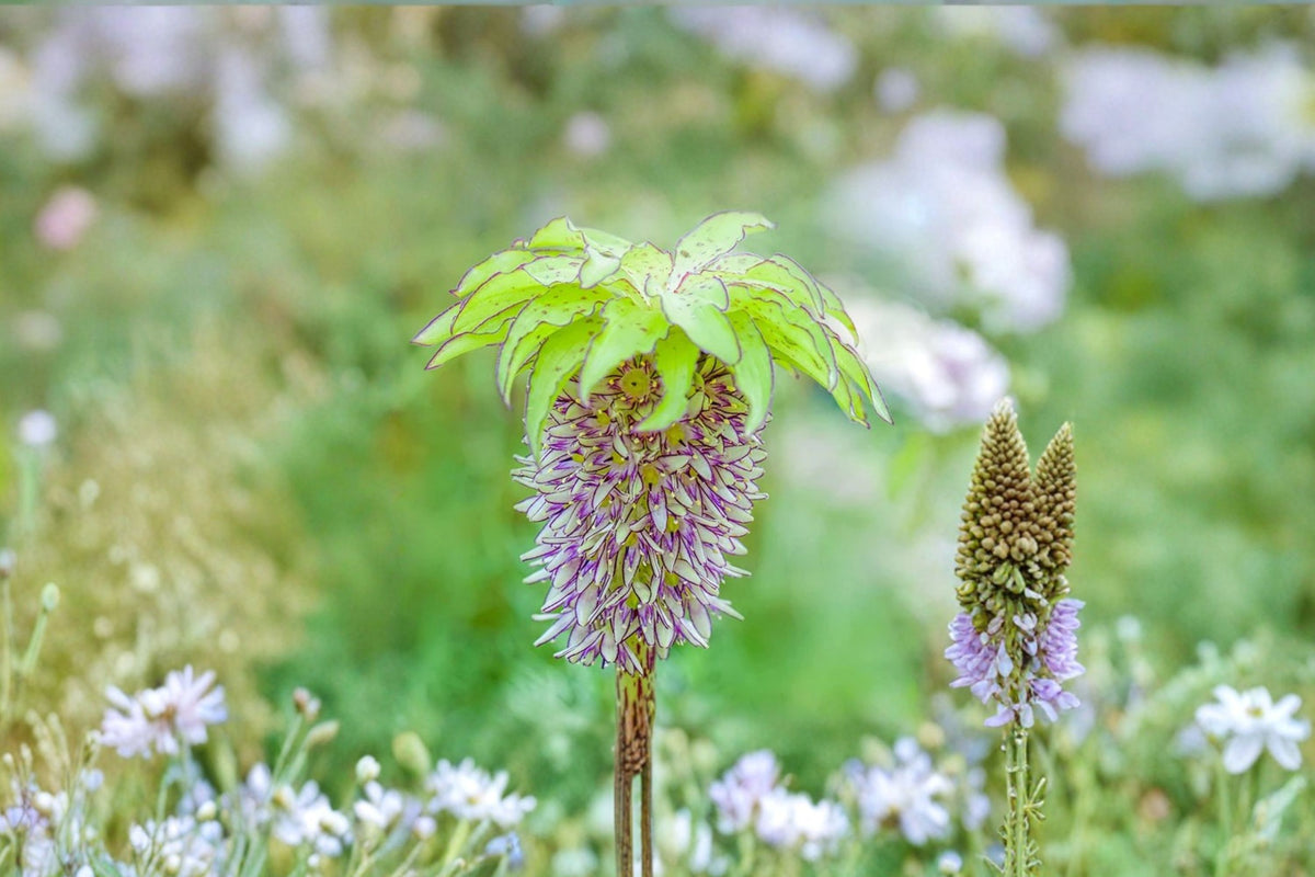 Eucomis 'Bicolor' Pineapple Lily | Exotic Summer Flower Bulb | Green & Purple Blooms | Unique Perennial Plant | Pollinator Garden Favorite