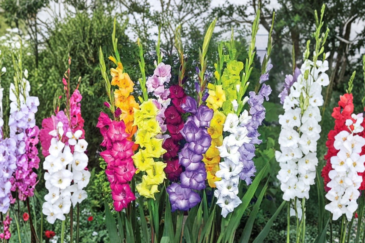 5 Gladiolus Varieties Mix | Grower's Choice Gladiolus Bulbs | Tall Sword Lily Collection | Mixed Summer Flower Bulbs | Cut Flower Garden | 5–10 Bulbs