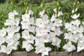 Gladiolus 'White Prosperity' | White Gladiolus Bulbs | Tall Sword Lily | Cut Flower Garden | Summer Blooming Perennial | Wedding Flower Garden