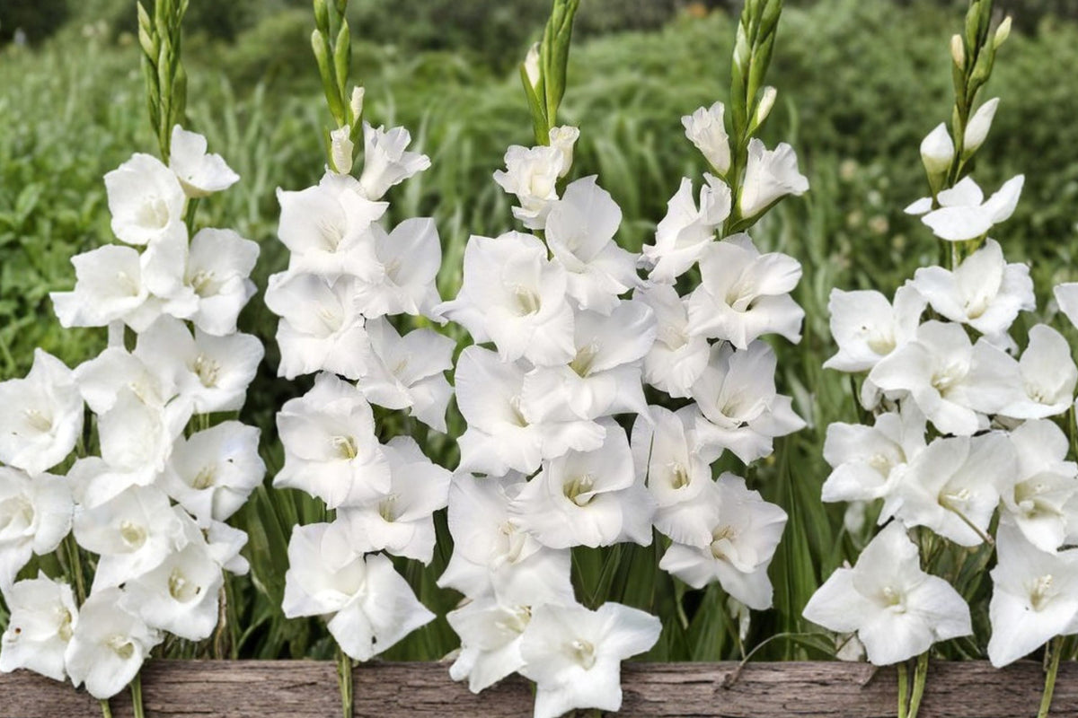 Gladiolus 'White Prosperity' | White Gladiolus Bulbs | Tall Sword Lily | Cut Flower Garden | Summer Blooming Perennial | Wedding Flower Garden
