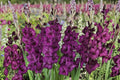 Gladiolus 'Shaka Zulu' | Dark Purple Gladiolus Bulbs | Tall Sword Lily | Dramatic Cut Flower | Summer Blooming Perennial | Gothic Garden Plant
