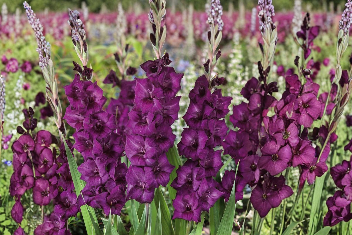 Gladiolus 'Shaka Zulu' | Dark Purple Gladiolus Bulbs | Tall Sword Lily | Dramatic Cut Flower | Summer Blooming Perennial | Gothic Garden Plant