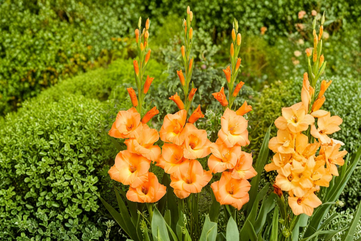 Gladiolus 'Peter Pears' | Peach Gladiolus Bulbs | Tall Sword Lily | Cut Flower Garden | Summer Blooming Perennial | Pollinator-Friendly Flower