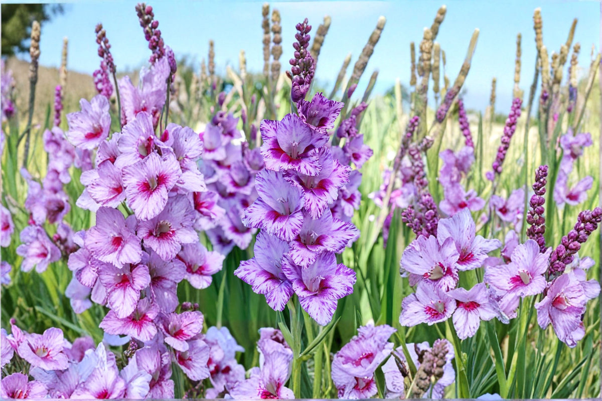 Gladiolus 'Passos' | Purple Gladiolus Bulbs | Tall Sword Lily | Lavender White Cut Flowers | Summer Blooming Bulbs | Pollinator Garden | Spring Planting Corms