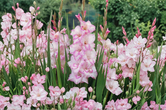 Gladiolus 'My Love' | Pink & White Gladiolus Bulbs | Tall Sword Lily | Romantic Cut Flowers | Summer Blooming Bulbs | Pollinator Garden | Spring Planting Corms