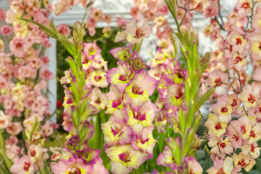 Gladiolus 'Sapporo' | Multi-Colored Gladiolus Bulbs | Tall Sword Lily | Yellow White Cut Flowers | Summer Blooming Bulbs | Pollinator Garden | Spring Planting Corms