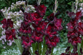Gladiolus 'Black Jack' | Deep Red Gladiolus Bulbs | Dark Sword Lily | Tall Cut Flowers | Burgundy Summer Blooms | Pollinator Garden | Spring Planting Corms