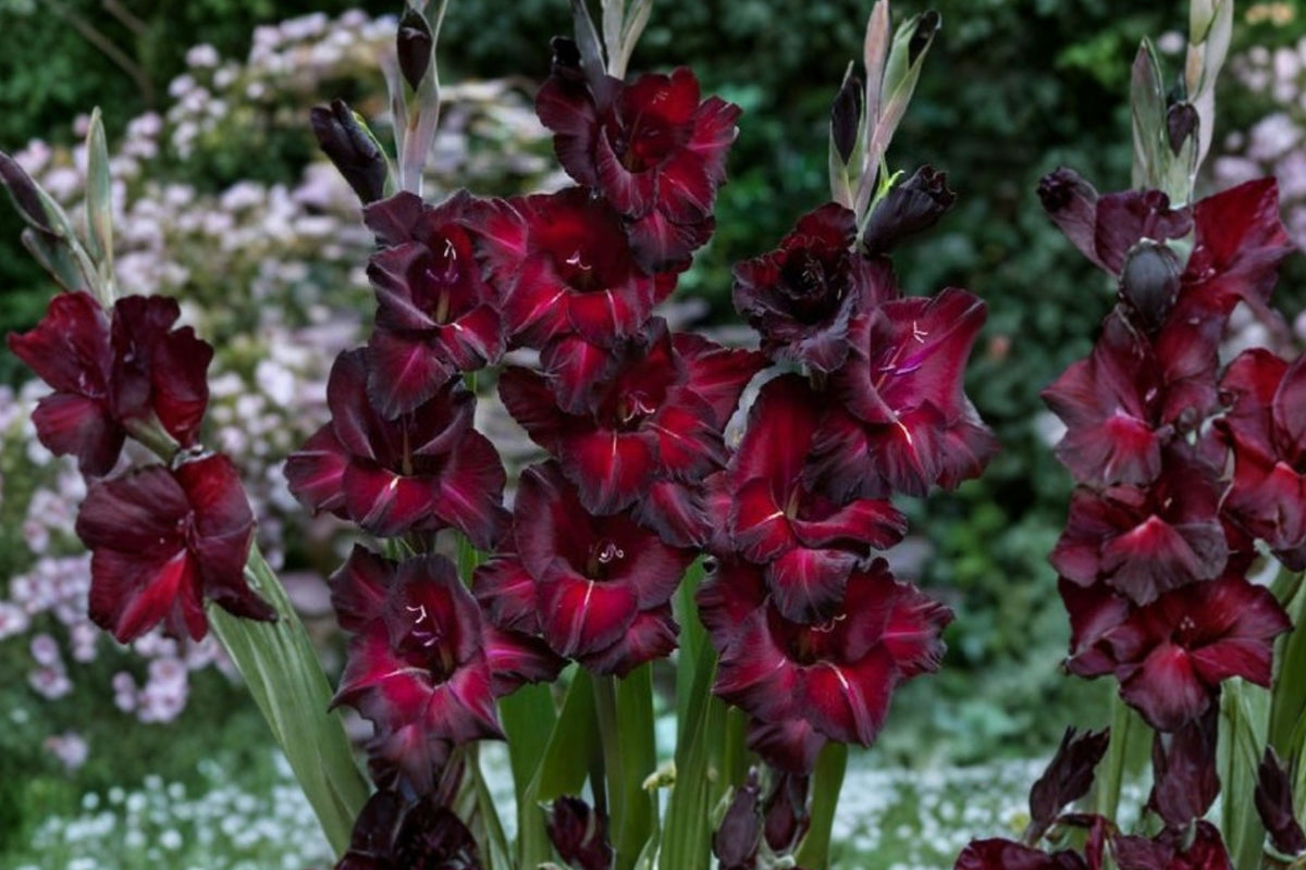 Gladiolus 'Black Jack' | Deep Red Gladiolus Bulbs | Dark Sword Lily | Tall Cut Flowers | Burgundy Summer Blooms | Pollinator Garden | Spring Planting Corms