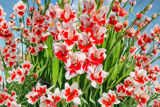 Gladiolus 'Zizanie' | Red & White Gladiolus Bulbs | Tall Sword Lily | Bicolor Cut Flowers | Summer Blooming Bulbs | Pollinator Garden | Spring Planting Corms