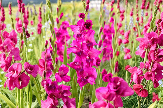 Gladiolus 'Lumiere' | Pink & Purple Gladiolus Bulbs | Tall Sword Lily | Bicolor Cut Flowers | Summer Blooming Bulbs | Pollinator Garden | Spring Planting Corms