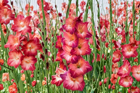 Gladiolus 'Guinea' | Bi-Color Gladiolus Bulbs | Tall Sword Lily | Pink White Cut Flowers | Summer Blooming Bulbs | Pollinator Garden | Spring Planting Corms