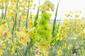 Gladiolus 'Green Star' | Green Gladiolus Bulbs | Tall Sword Lily | Lime Green Cut Flowers | Unique Summer Blooms | Pollinator Garden | Spring Planting Corms