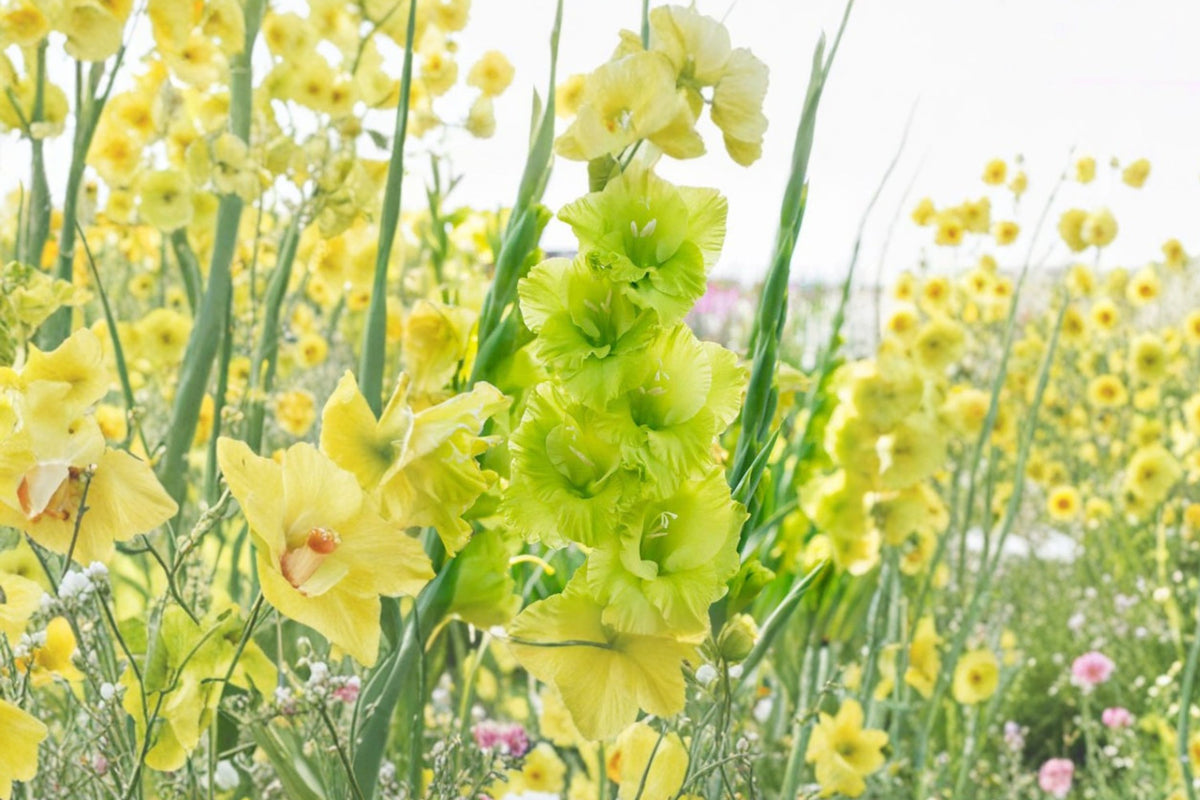 Gladiolus 'Green Star' | Green Gladiolus Bulbs | Tall Sword Lily | Lime Green Cut Flowers | Unique Summer Blooms | Pollinator Garden | Spring Planting Corms