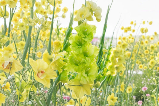 Gladiolus 'Green Star' | Green Gladiolus Bulbs | Tall Sword Lily | Lime Green Cut Flowers | Unique Summer Blooms | Pollinator Garden | Spring Planting Corms