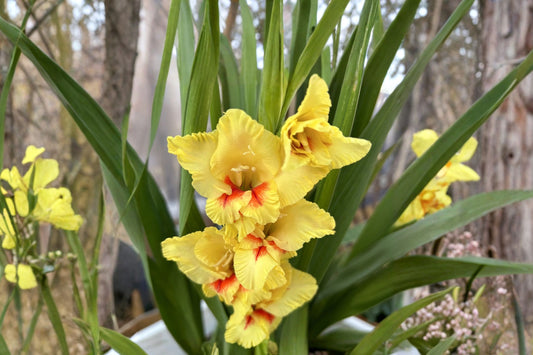 Gladiolus 'Jester' | Yellow & Red Gladiolus Bulbs | Bicolor Sword Lily | Tall Cut Flowers | Summer Blooming Bulbs | Pollinator Garden | Spring Planting Corms