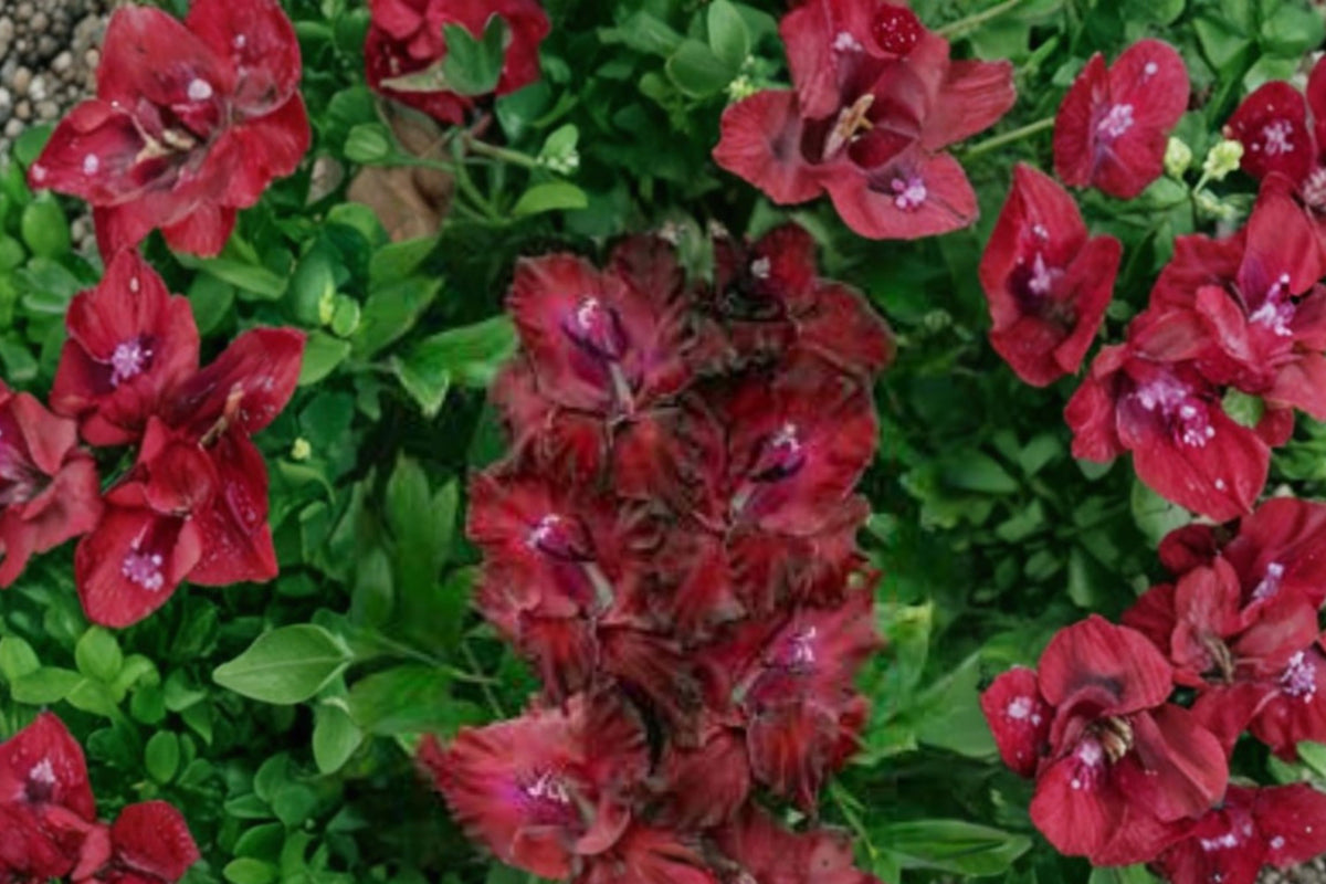 Gladiolus 'Merlot Ice' | Burgundy Gladiolus Bulbs | White Edge Sword Lily | Tall Cut Flowers | Summer Blooming Bulbs | Pollinator Garden | Spring Planting Corms