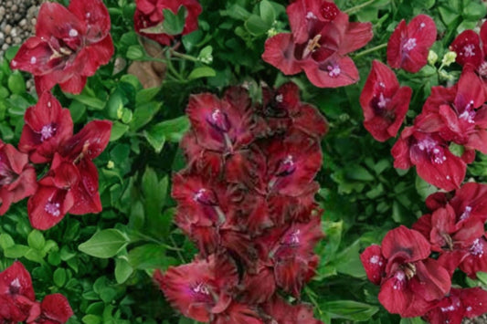 Gladiolus 'Merlot Ice' | Burgundy Gladiolus Bulbs | White Edge Sword Lily | Tall Cut Flowers | Summer Blooming Bulbs | Pollinator Garden | Spring Planting Corms
