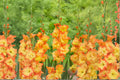 Gladiolus 'Goldrush' | Golden Orange Gladiolus Bulbs | Tall Sword Lily | Cut Flower Garden | Summer Blooming Bulbs | Pollinator Friendly | Spring Planting Corms