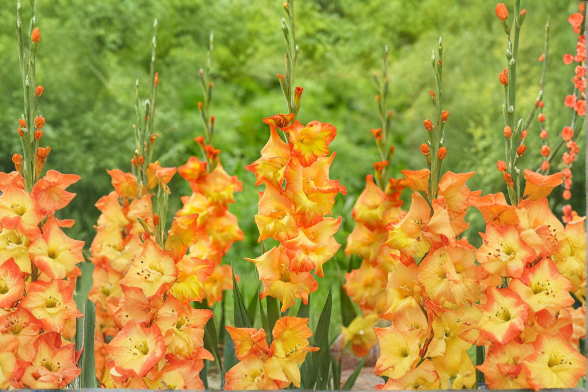 Gladiolus 'Goldrush' | Golden Orange Gladiolus Bulbs | Tall Sword Lily | Cut Flower Garden | Summer Blooming Bulbs | Pollinator Friendly | Spring Planting Corms
