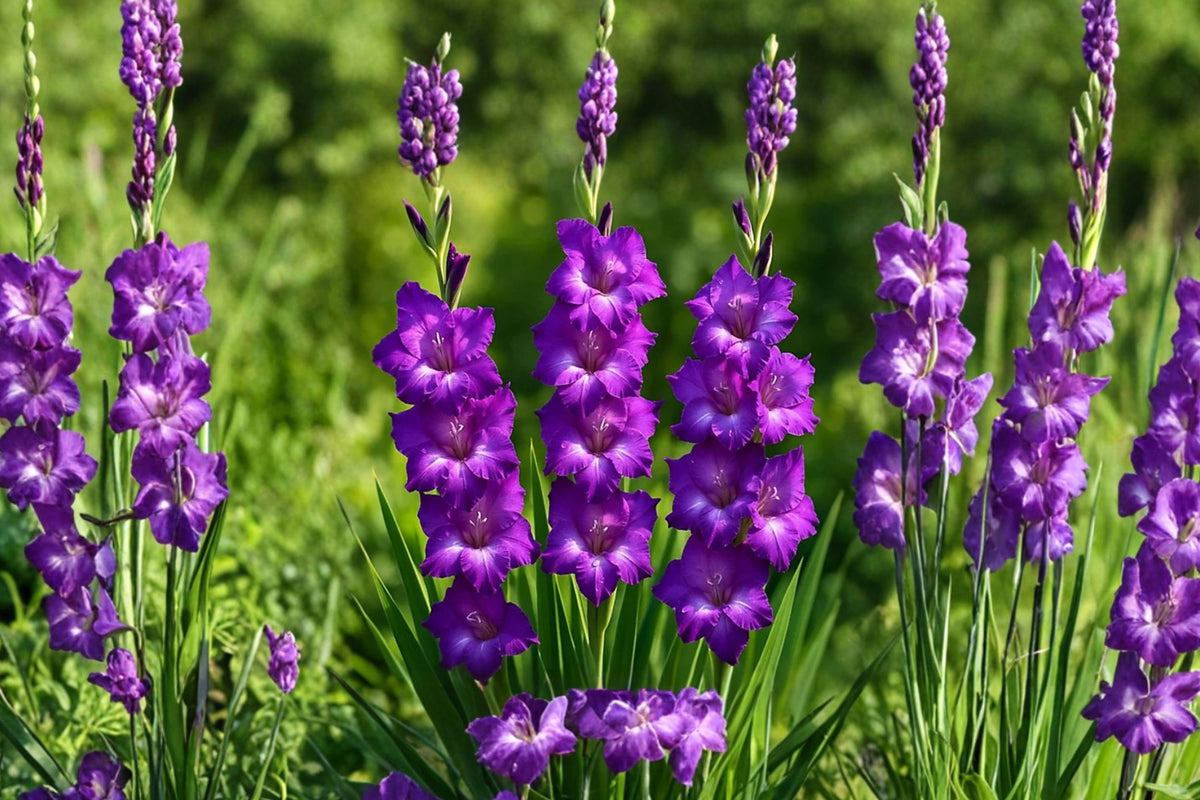 Gladiolus 'Desoto' | Soft Purple Gladiolus Bulbs | Tall Sword Lily | Cut Flower Garden | Lavender Summer Blooms | Pollinator Friendly | Spring Planting Corms