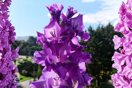 Gladiolus 'Flirty' | Purple & White Gladiolus Bulbs | Tall Sword Lily | Cut Flower Garden | Bicolor Summer Blooms | Pollinator Friendly | Spring Planting Corms
