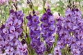 Gladiolus 'Big Girl' | Purple Gladiolus Bulbs | Tall Sword Lily | Large Flowering Cut Flowers | Summer Blooming Bulbs | Pollinator Garden | Spring Planting Corms