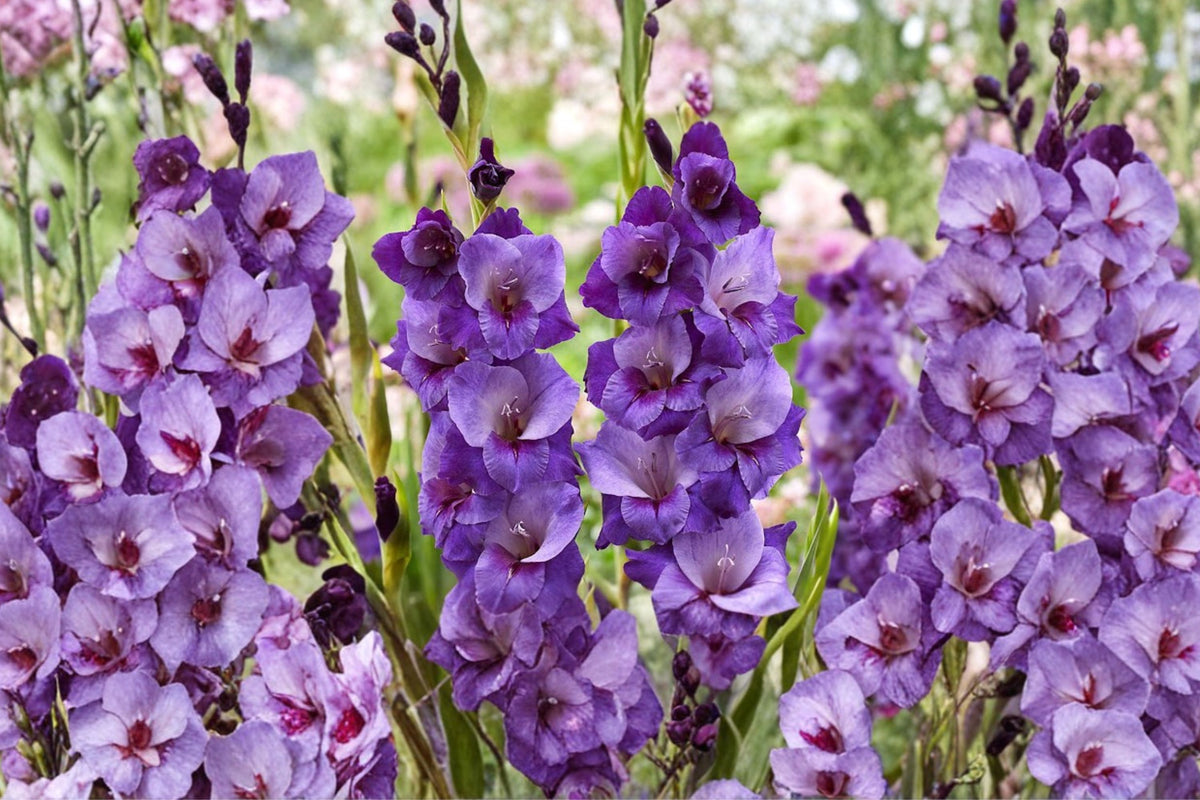 Gladiolus 'Big Girl' | Purple Gladiolus Bulbs | Tall Sword Lily | Large Flowering Cut Flowers | Summer Blooming Bulbs | Pollinator Garden | Spring Planting Corms