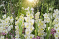 Gladiolus 'Break of Dawn' | White Gladiolus Bulbs | Tall Sword Lily | Elegant Cut Flowers | Summer Blooming Bulbs | Pollinator Friendly | Spring Planting Corms