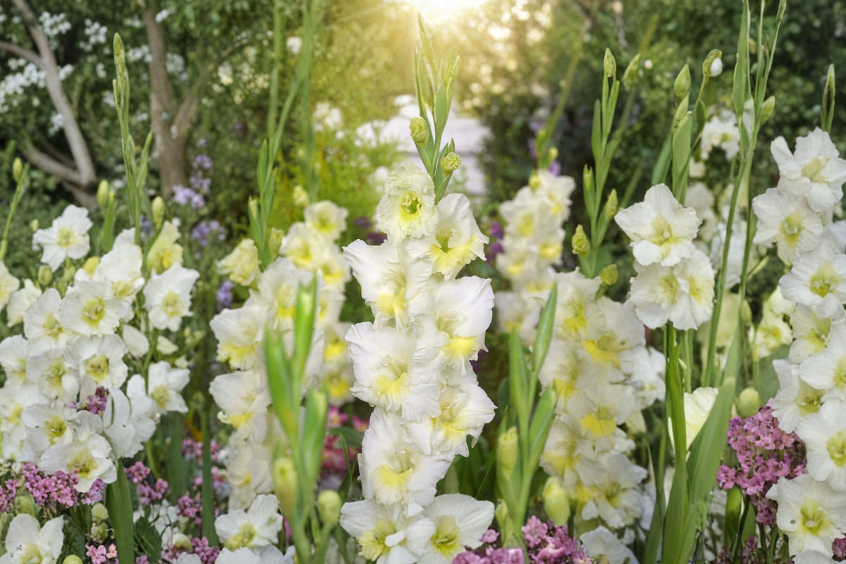 Gladiolus 'Break of Dawn' | White Gladiolus Bulbs | Tall Sword Lily | Elegant Cut Flowers | Summer Blooming Bulbs | Pollinator Friendly | Spring Planting Corms