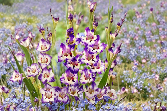Gladiolus 'Circus Club' | Multi-Colored Gladiolus Bulbs | Tall Sword Lily | Bicolor Cut Flowers | Summer Blooming Bulbs | Pollinator Garden | Spring Planting Corms