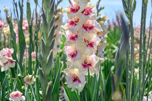 Gladiolus 'Amber Mystique' | Bicolor Gladiolus Bulbs | Peach & Amber Sword Lily | Tall Cut Flowers | Summer Blooming Bulbs | Pollinator Garden | Spring Planting Corms