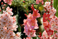 Gladiolus 'Frizzled Coral Lace' | Coral Gladiolus Bulbs | Fringed Sword Lily | Tall Cut Flowers | Ruffled Summer Blooms | Pollinator Garden | Spring Planting Corms