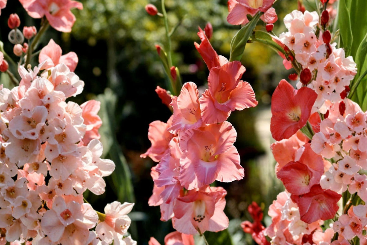 Gladiolus 'Frizzled Coral Lace' | Coral Gladiolus Bulbs | Fringed Sword Lily | Tall Cut Flowers | Ruffled Summer Blooms | Pollinator Garden | Spring Planting Corms