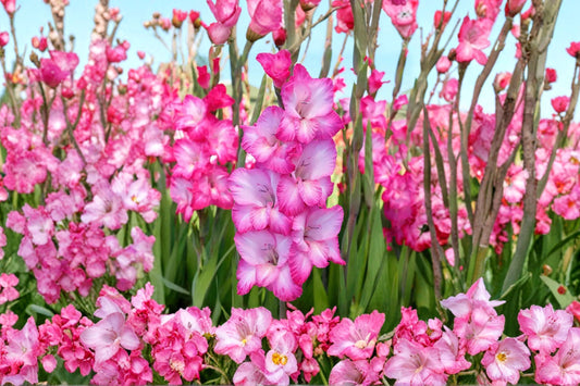 Gladiolus 'Cantate' | Pink & White Gladiolus Bulbs | Tall Sword Lily | Cut Flower Garden | Bicolor Summer Blooms | Pollinator Friendly | Spring Planting Corms