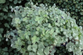 Acaena 'Blue Haze' | Blue Groundcover Perennial | Spreading Lawn Alternative | Deer Resistant Plant | Rock Garden Ground Cover | 3.5" Live Plant