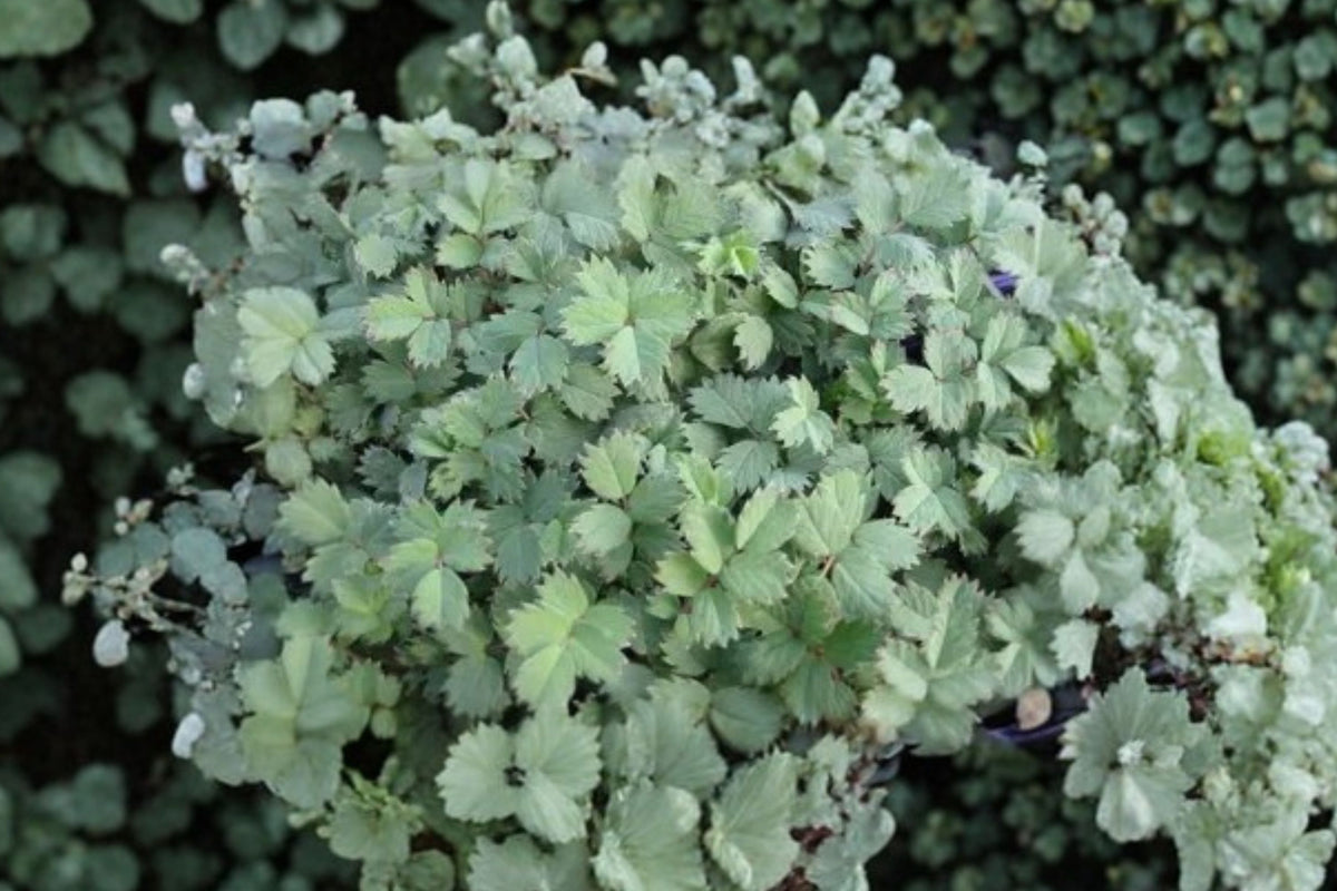 Acaena 'Blue Haze' | Blue Groundcover Perennial | Spreading Lawn Alternative | Deer Resistant Plant | Rock Garden Ground Cover | 3.5" Live Plant