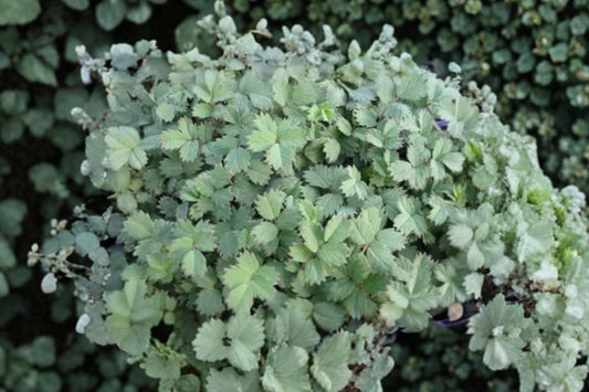 Acaena 'Blue Haze' | Blue Groundcover Perennial | Spreading Lawn Alternative | Deer Resistant Plant | Rock Garden Ground Cover | 3.5" Live Plant