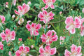 Lilium speciosum 'Rubrum' | Japanese Show Lily Bulb | Fragrant Pink Lily | Heirloom Lily | Tall Cut Flower | Woodland Garden Perennial | Bareroot Lily