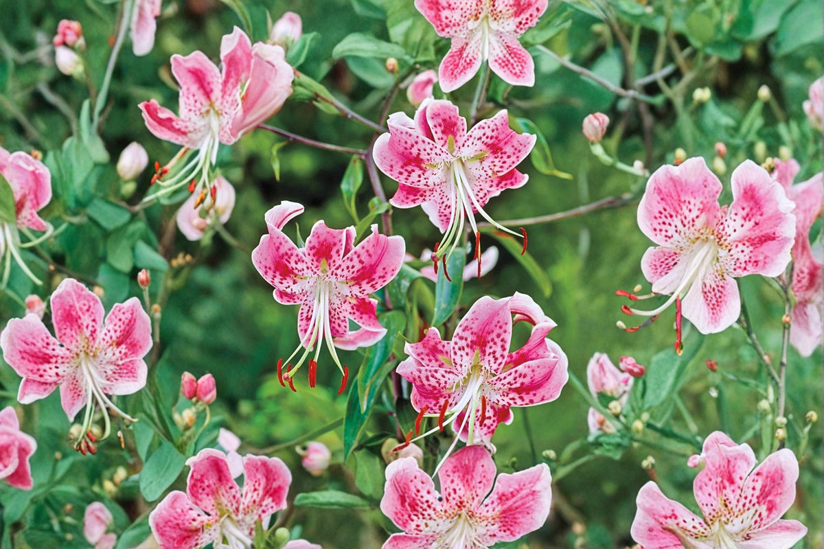 Lilium speciosum 'Rubrum' | Japanese Show Lily Bulb | Fragrant Pink Lily | Heirloom Lily | Tall Cut Flower | Woodland Garden Perennial | Bareroot Lily