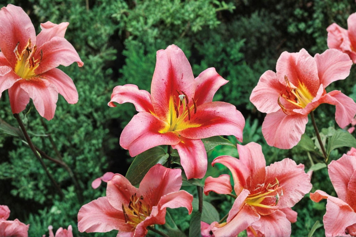 Lilium 'Olympic Torch' | Giant Orienpet Lily Bulb | Fragrant Pink Lily | Tall Perennial Flower | Cut Flower Garden | Bareroot Lily | Pollinator Plant