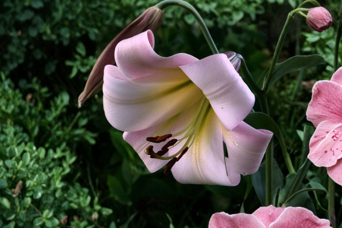 Lilium OT 'Eastern Moon' | Giant Orienpet Lily Bulb | Fragrant Pink Trumpet Lily | Tree Lily | Tall Perennial Flower | Cut Flower Garden | Bareroot Lily
