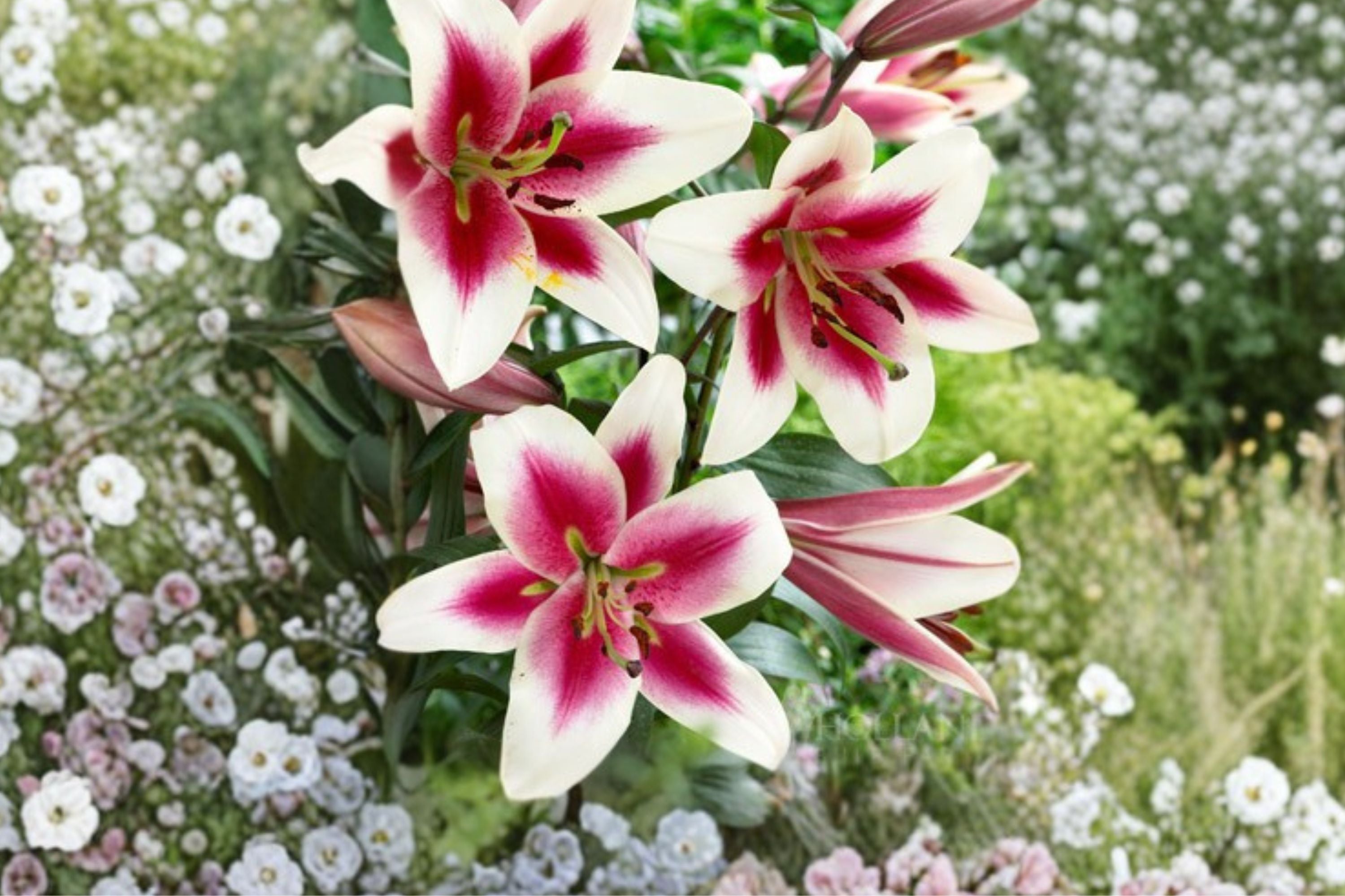 Lilium OT 'Bonbini' | Giant Orienpet Lily Bulb | Fragrant White & Pink Lily | Tree Lily | Tall Perennial Flower | Bareroot Lily | Cut Flower Garden