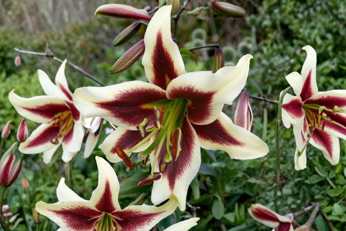 Lilium OT 'Beverly Dreams' | Giant Orienpet Lily Bulb | Fragrant Burgundy & White Tree Lily | Tall Perennial Flower | Bareroot Lily | Cut Flower Garden