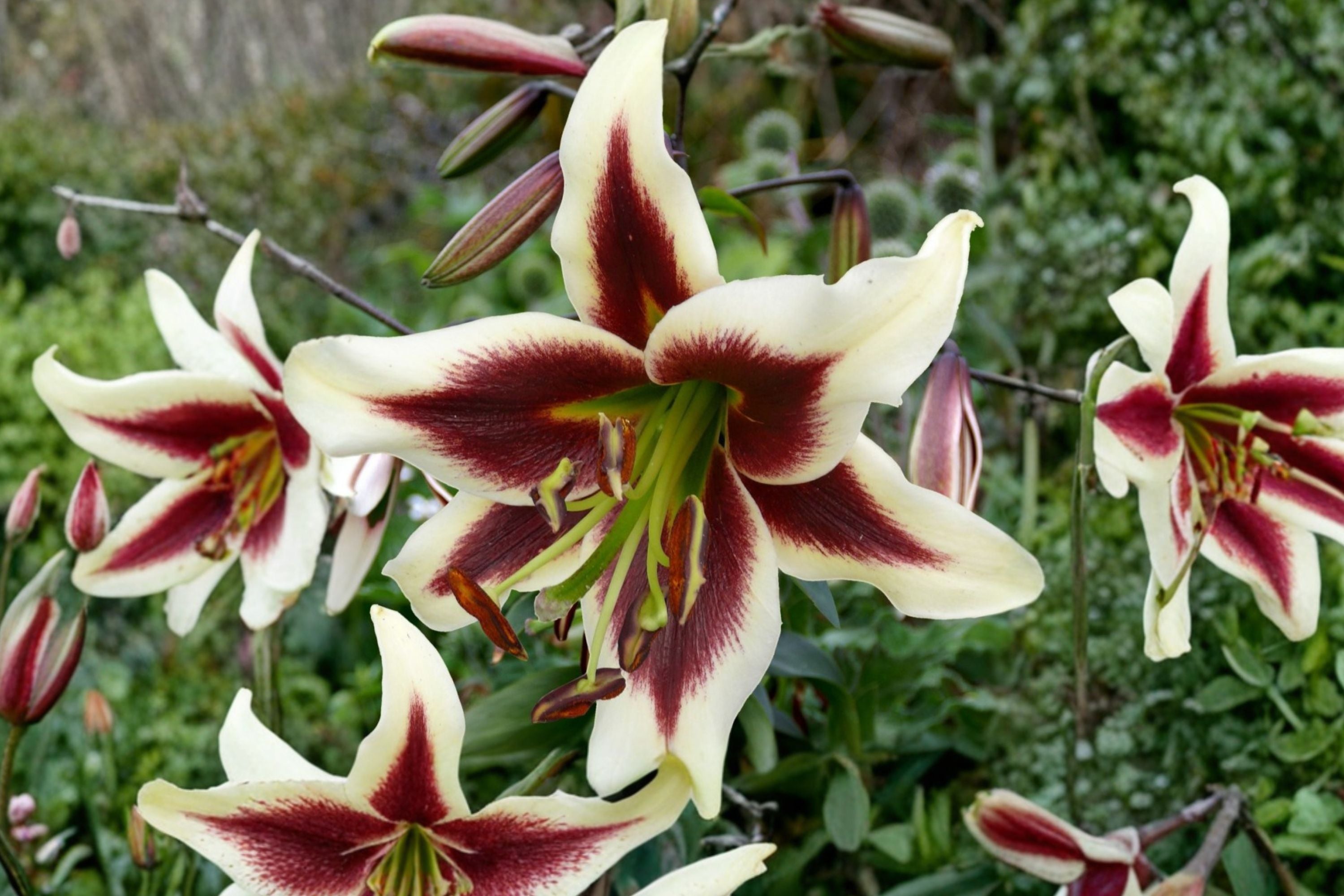 Lilium OT 'Beverly Dreams' | Giant Orienpet Lily Bulb | Fragrant Burgundy & White Tree Lily | Tall Perennial Flower | Bareroot Lily | Cut Flower Garden