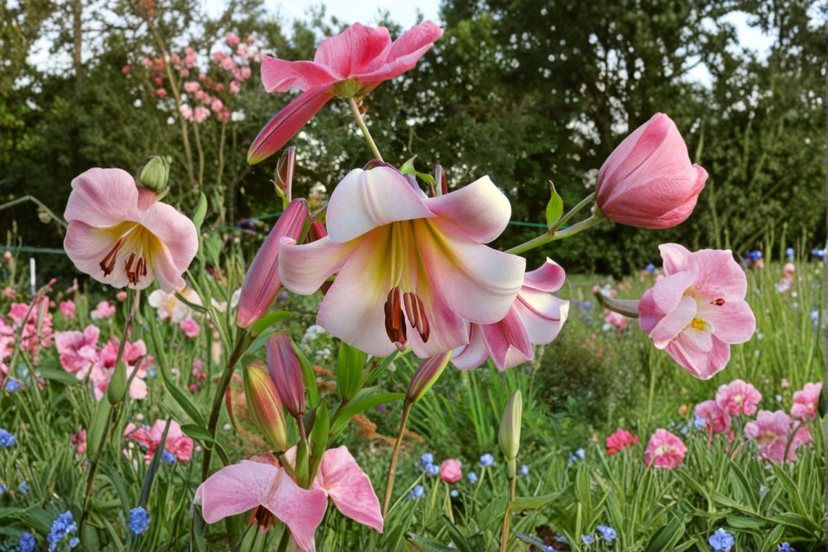 Lilium OT 'Beijing Moon' | Giant Orienpet Lily Bulb | Fragrant Pink & Cream Tree Lily | Tall Perennial Flower | Bareroot Lily | Cut Flower Garden