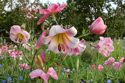 Lilium OT 'Beijing Moon' | Giant Orienpet Lily Bulb | Fragrant Pink & Cream Tree Lily | Tall Perennial Flower | Bareroot Lily | Cut Flower Garden