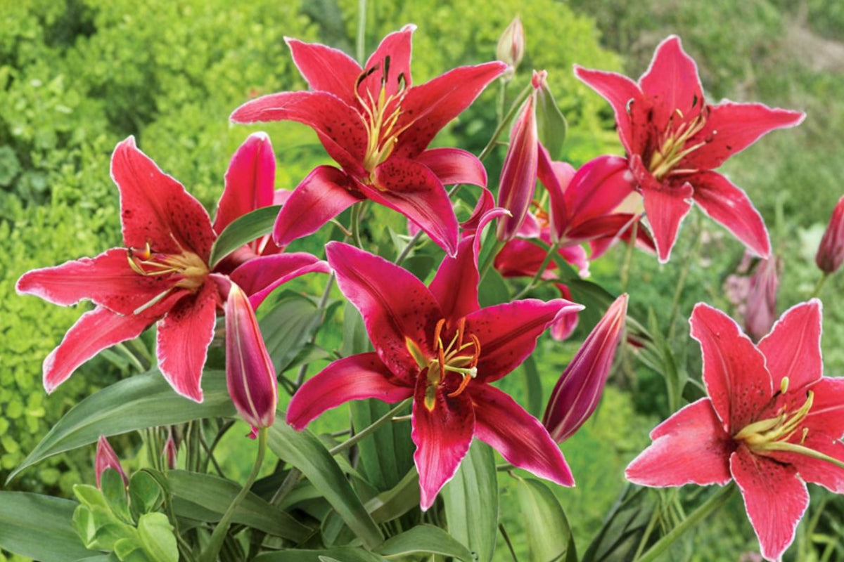 Lilium O 'Sixth Sense' | Red Oriental Lily Bulb | Fragrant Deep Red Lily | Perennial Flower | Bareroot Lily | Cut Flower Garden