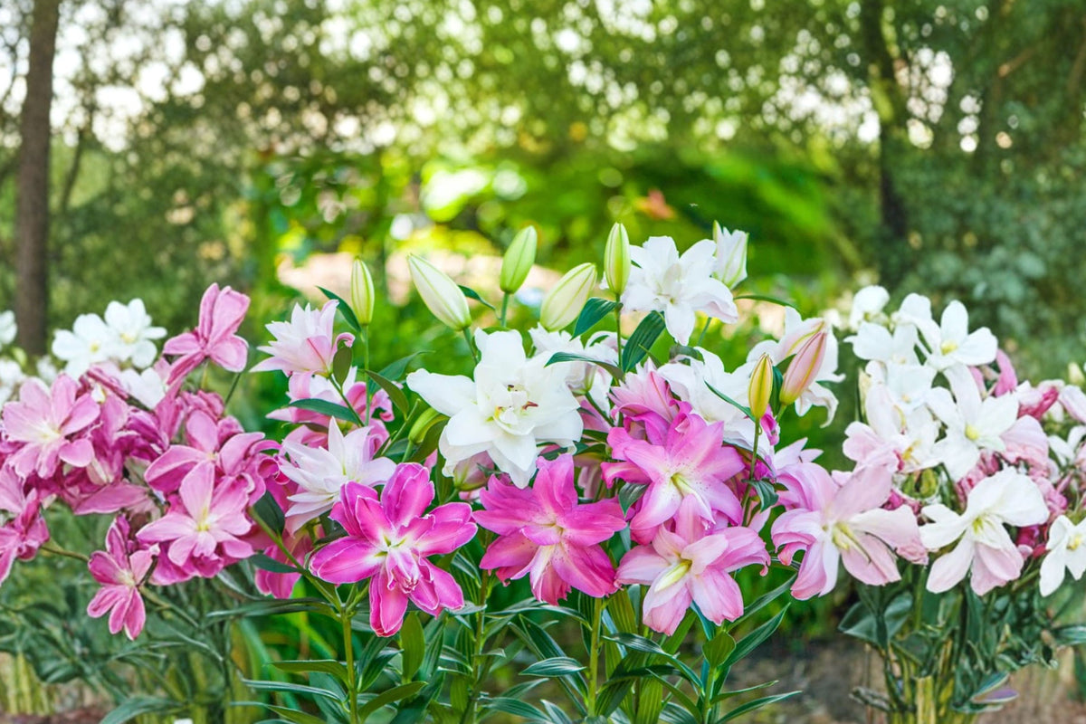 Lilium O 'Lotus Series' Collection | 5 Double Oriental Lily Bulbs | Pink & White Perennial Flowers | Bareroot Lily Mix | Cut Flower Garden